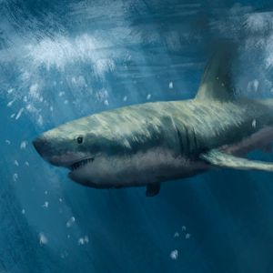 Preview wallpaper shark, predator, sea, underwater, art