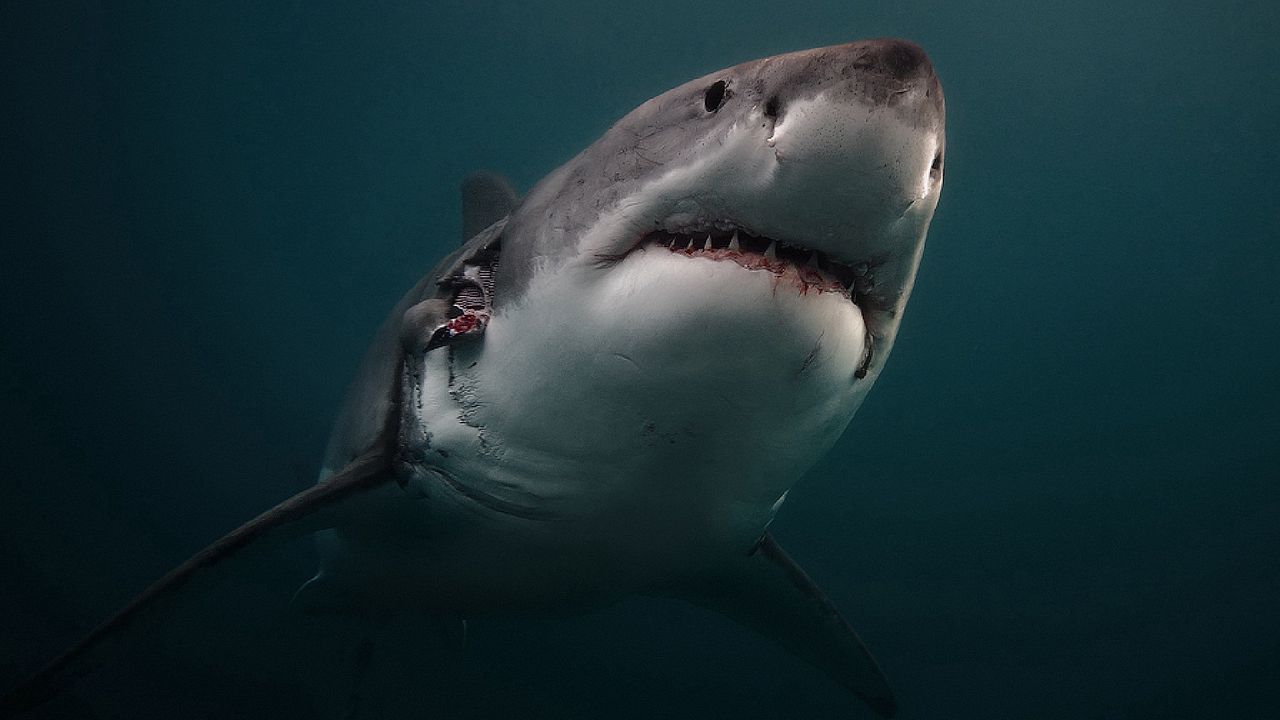 Wallpaper shark, predator, underwater