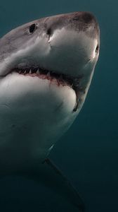 Preview wallpaper shark, predator, underwater