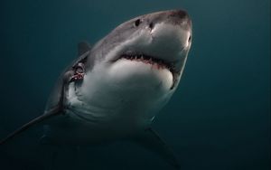 Preview wallpaper shark, predator, underwater