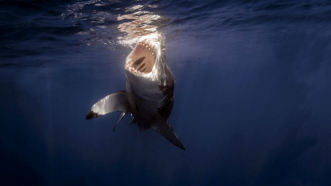 Wallpaper shark, sea, under water, teeth