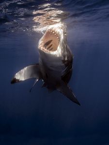 Preview wallpaper shark, sea, under water, teeth