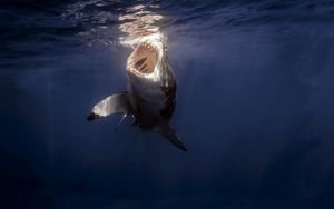 Preview wallpaper shark, sea, under water, teeth