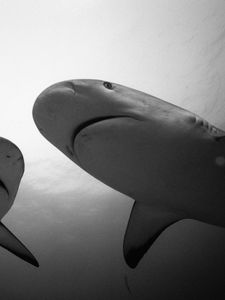 Preview wallpaper shark, steam, water, black and white