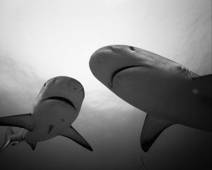 Preview wallpaper shark, steam, water, black and white