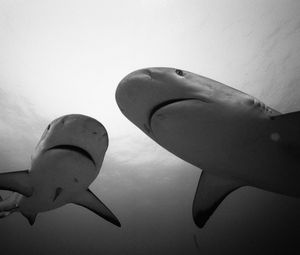 Preview wallpaper shark, steam, water, black and white