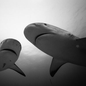 Preview wallpaper shark, steam, water, black and white