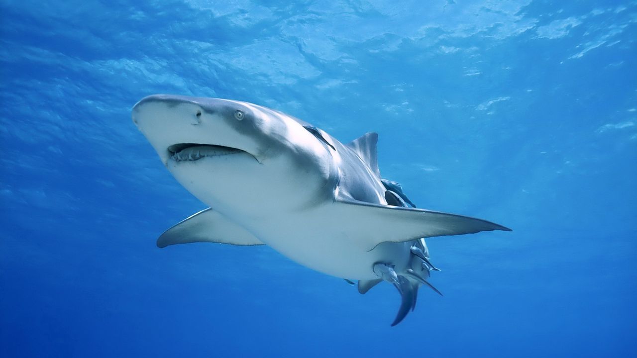 Wallpaper shark, swim, sea, ocean, predator