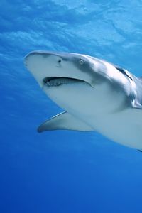 Preview wallpaper shark, swim, sea, ocean, predator