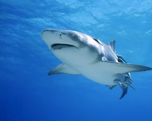 Preview wallpaper shark, swim, sea, ocean, predator