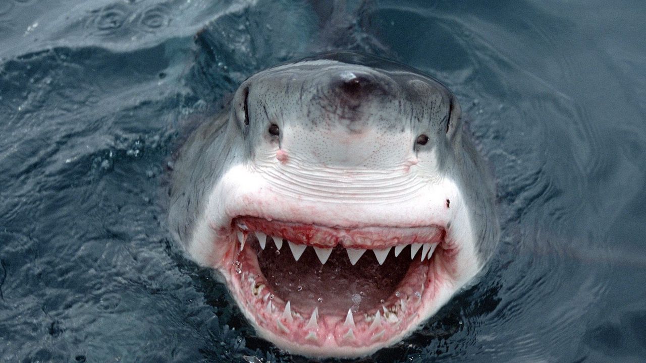 Wallpaper shark, teeth, face, anger