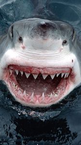 Preview wallpaper shark, teeth, face, anger