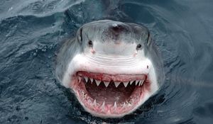Preview wallpaper shark, teeth, face, anger