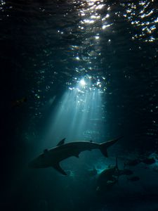 Preview wallpaper shark, underwater world, dark