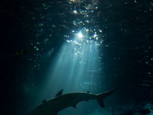 Preview wallpaper shark, underwater world, dark