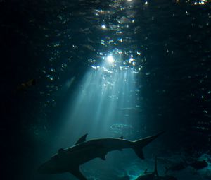 Preview wallpaper shark, underwater world, dark