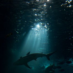 Preview wallpaper shark, underwater world, dark