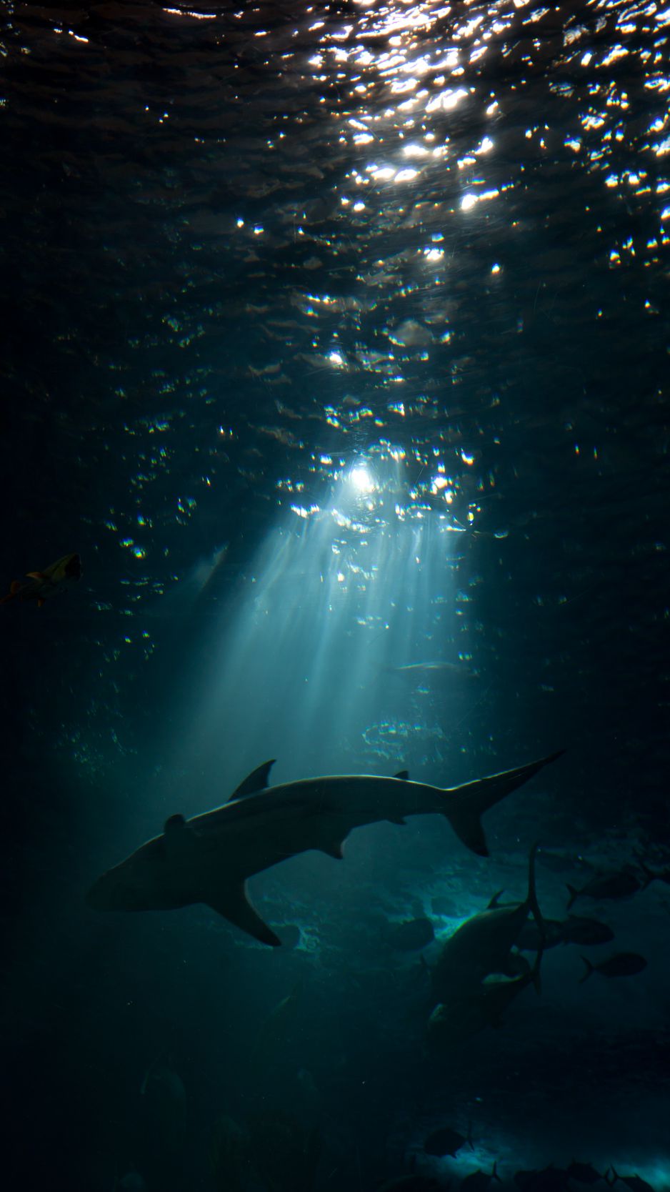 Download wallpaper 938x1668 shark, underwater world, dark iphone 8/7/6s/6  for parallax hd background