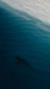 Preview wallpaper shark, water, coast