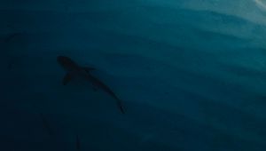 Preview wallpaper shark, water, coast