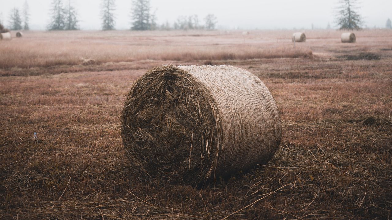 Wallpaper sheaf, hay, straw, field, grass