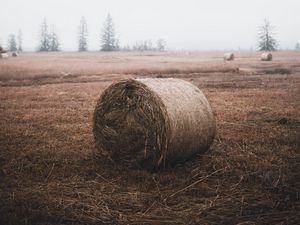 Preview wallpaper sheaf, hay, straw, field, grass