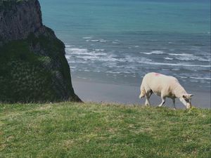Preview wallpaper sheep, animal, coast, sea