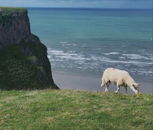 Preview wallpaper sheep, animal, coast, sea