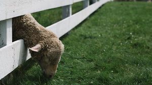 Preview wallpaper sheep, animal, fence, grass