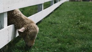 Preview wallpaper sheep, animal, fence, grass