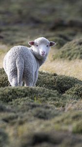 Preview wallpaper sheep, animal, grass