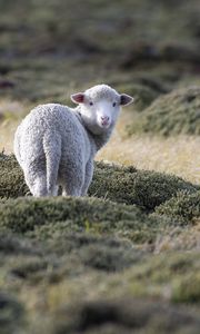 Preview wallpaper sheep, animal, grass