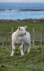 Preview wallpaper sheep, animal, grass, field
