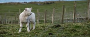 Preview wallpaper sheep, animal, grass, field