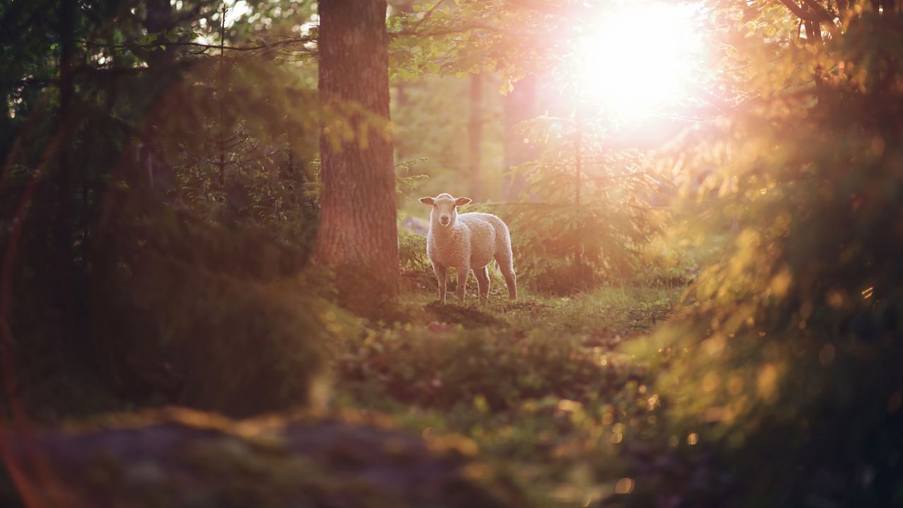 Wallpaper sheep, animal, trees, forest