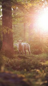 Preview wallpaper sheep, animal, trees, forest