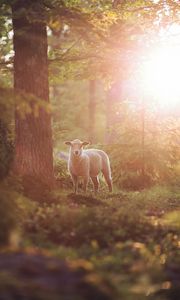 Preview wallpaper sheep, animal, trees, forest