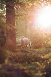 Preview wallpaper sheep, animal, trees, forest