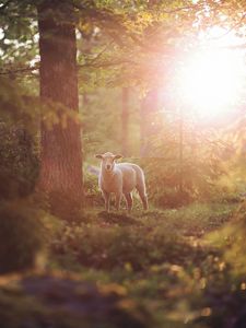 Preview wallpaper sheep, animal, trees, forest