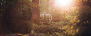 Preview wallpaper sheep, animal, trees, forest