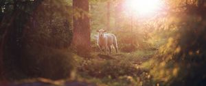 Preview wallpaper sheep, animal, trees, forest