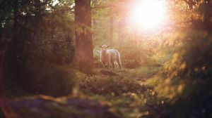 Preview wallpaper sheep, animal, trees, forest