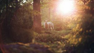 Preview wallpaper sheep, animal, trees, forest