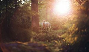 Preview wallpaper sheep, animal, trees, forest