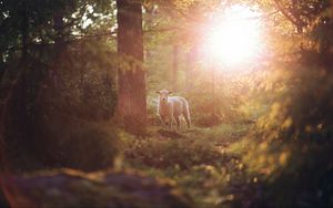 Preview wallpaper sheep, animal, trees, forest