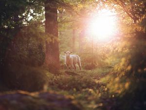 Preview wallpaper sheep, animal, trees, forest