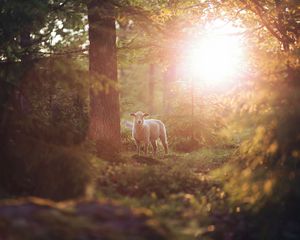 Preview wallpaper sheep, animal, trees, forest