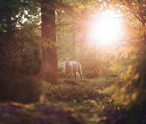 Preview wallpaper sheep, animal, trees, forest