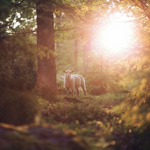 Preview wallpaper sheep, animal, trees, forest