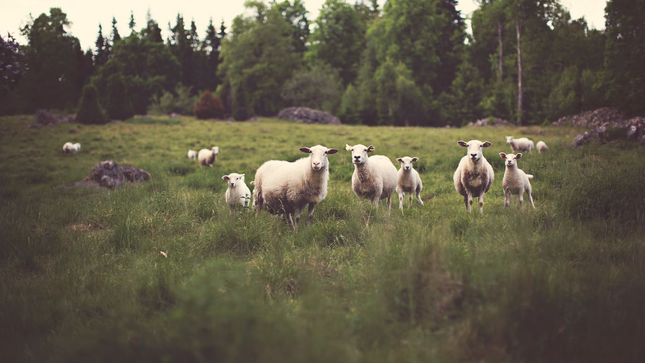 Wallpaper sheep, animals, field, grass